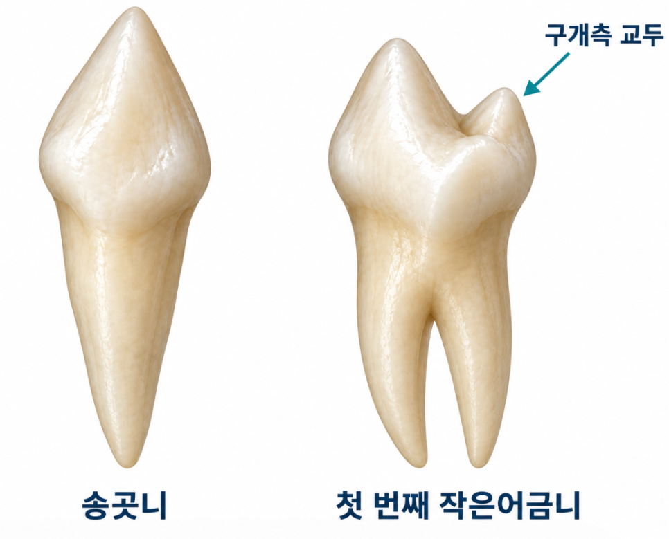 송곳니와 작은어금니의 형태 차이를 설명하는 그림